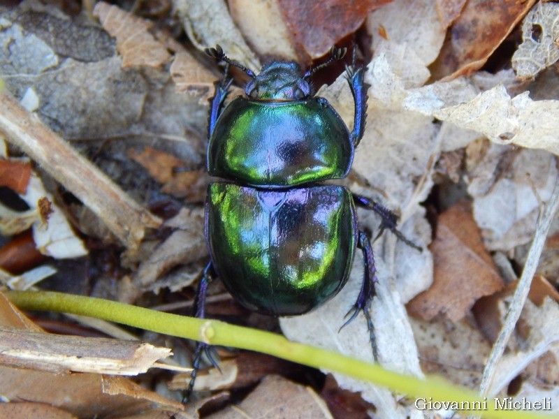 Geotrupidae: Trypocopris pyrenaeus splendens, maschio.